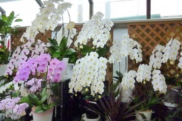 鳥取県米子市の花屋 結フローラにフラワーギフトはお任せください 当店は 安心と信頼の花キューピット加盟店です 花キューピットタウン